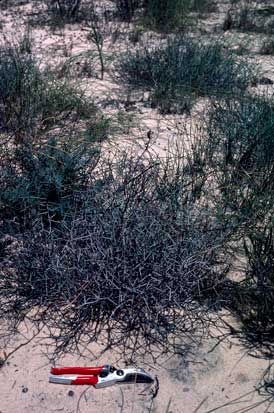 APII jpeg image of Daviesia hakeoides subsp. hakeoides  © contact APII