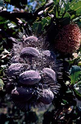 APII jpeg image of Banksia lemanniana  © contact APII