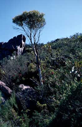 APII jpeg image of Eucalyptus doratoxylon  © contact APII