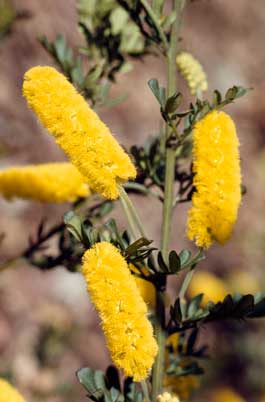 APII jpeg image of Acacia drummondii  © contact APII