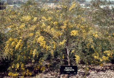 APII jpeg image of Acacia fimbriata  © contact APII