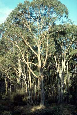 APII jpeg image of Eucalyptus globulus subsp. bicostata  © contact APII