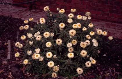 APII jpeg image of Xerochrysum bracteatum 'Cockatoo'  © contact APII