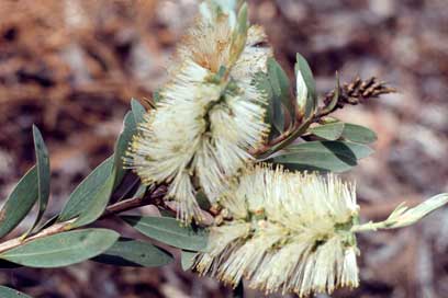 APII jpeg image of Callistemon citrinus  © contact APII