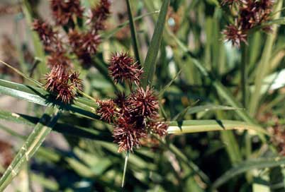 APII jpeg image of Cyperus lucidus  © contact APII