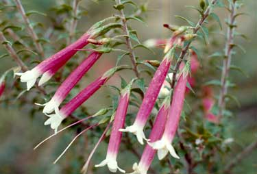 APII jpeg image of Epacris longiflora  © contact APII