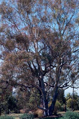 APII jpeg image of Eucalyptus mannifera  © contact APII