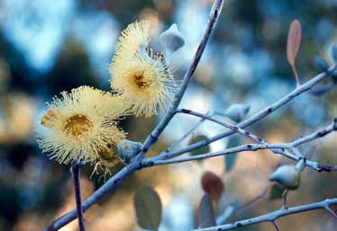 APII jpeg image of Eucalyptus orbifolia  © contact APII