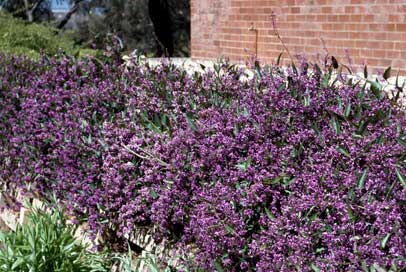 APII jpeg image of Hardenbergia violacea  © contact APII