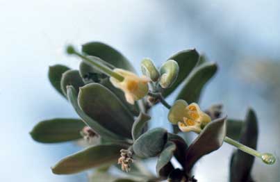 APII jpeg image of Grevillea arenaria  © contact APII