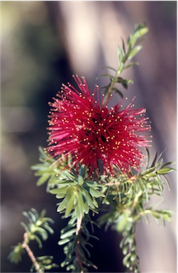 APII jpeg image of Kunzea baxteri  © contact APII