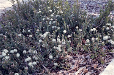 APII jpeg image of Kunzea pomifera  © contact APII