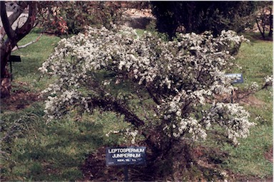 APII jpeg image of Leptospermum juniperinum  © contact APII