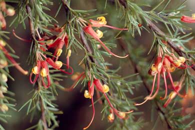 APII jpeg image of Grevillea tripartita  © contact APII