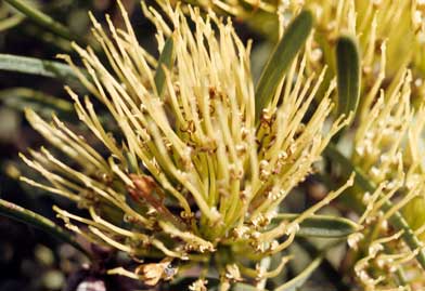 APII jpeg image of Hakea corymbosa  © contact APII