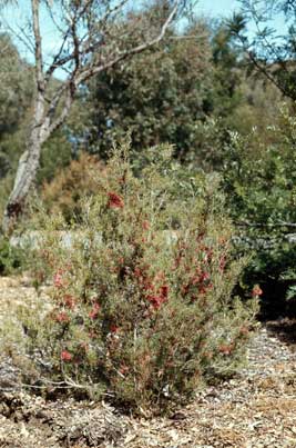 APII jpeg image of Hakea purpurea  © contact APII