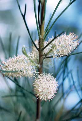 APII jpeg image of Hakea drupacea  © contact APII