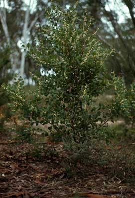 APII jpeg image of Hakea cristata  © contact APII