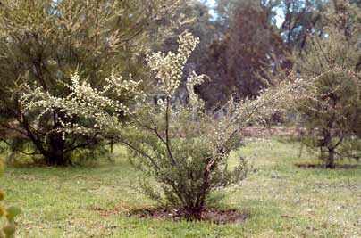 APII jpeg image of Hakea varia  © contact APII