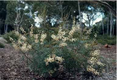 APII jpeg image of Lomatia silaifolia  © contact APII