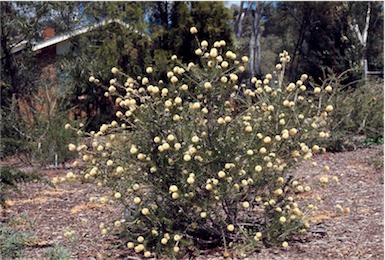 APII jpeg image of Melaleuca capitata  © contact APII