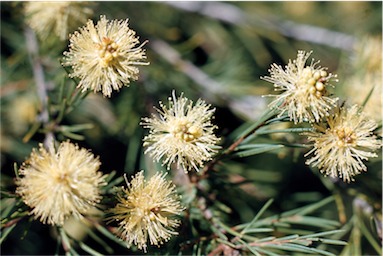 APII jpeg image of Melaleuca nodosa  © contact APII