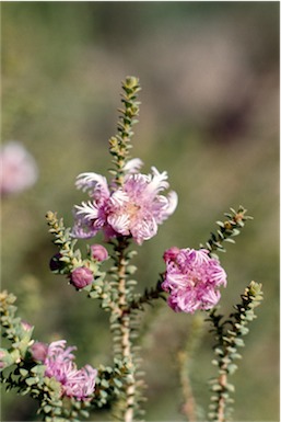 APII jpeg image of Melaleuca pulchella  © contact APII