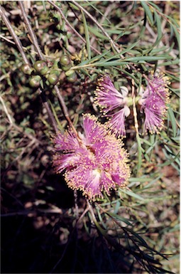 APII jpeg image of Melaleuca radula  © contact APII