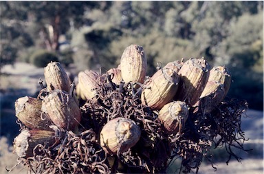 APII jpeg image of Doryanthes excelsa  © contact APII