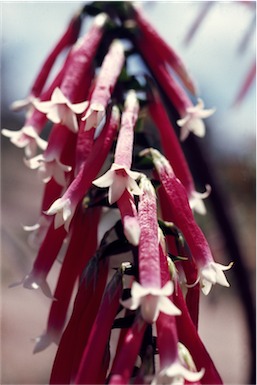 APII jpeg image of Epacris longiflora  © contact APII