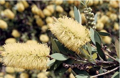 APII jpeg image of Callistemon pallidus  © contact APII