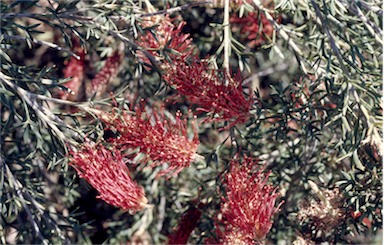 APII jpeg image of Grevillea neorigida subsp. neorigida  © contact APII