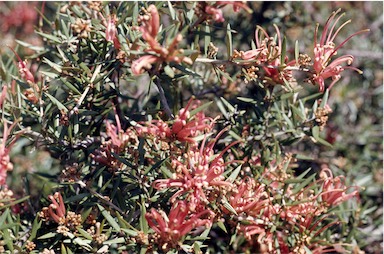 APII jpeg image of Grevillea juniperina subsp. allojohnsonii  © contact APII