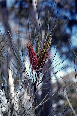 APII jpeg image of Hakea bucculenta  © contact APII