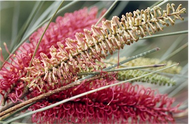 APII jpeg image of Hakea bucculenta  © contact APII