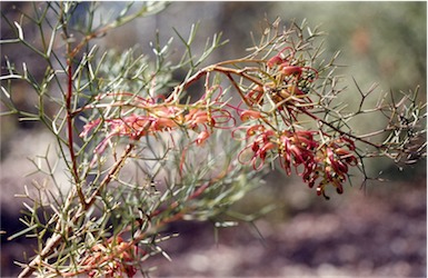 APII jpeg image of Grevillea dielsiana  © contact APII