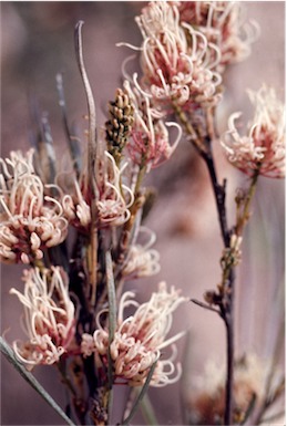 APII jpeg image of Grevillea endlicheriana  © contact APII