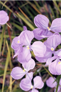 APII jpeg image of Patersonia sericea  © contact APII