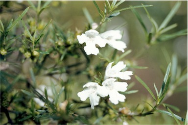 APII jpeg image of Westringia longifolia  © contact APII