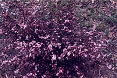 APII jpeg image of Boronia deanei subsp. acutifolia  © contact APII