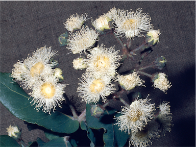 APII jpeg image of Angophora hispida  © contact APII