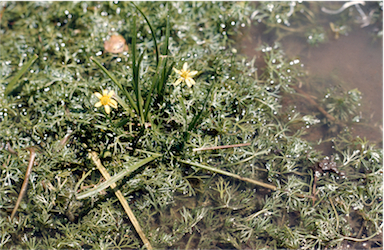 APII jpeg image of Ranunculus papulentus  © contact APII