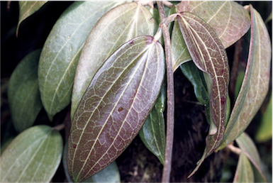 APII jpeg image of Hoya pottsii  © contact APII