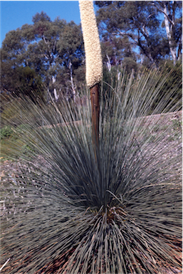 APII jpeg image of Xanthorrhoea glauca subsp. angustifolia  © contact APII