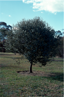 APII jpeg image of Eucalyptus parvula  © contact APII