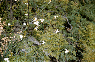 APII jpeg image of Diplarrena moraea  © contact APII