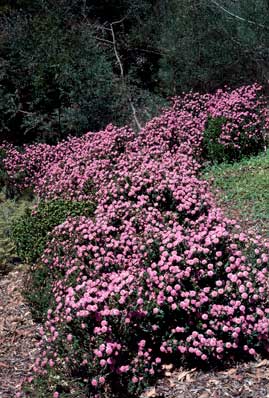 APII jpeg image of Pimelea ferruginea  © contact APII