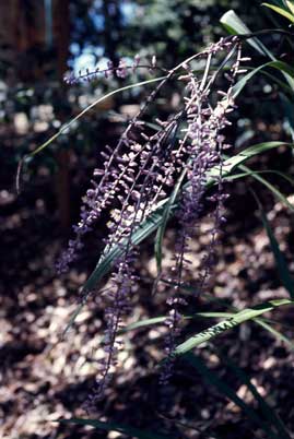 APII jpeg image of Cordyline stricta  © contact APII