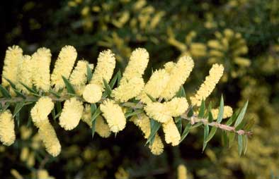 APII jpeg image of Acacia oxycedrus  © contact APII