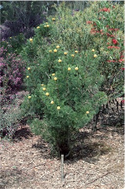 APII jpeg image of Isopogon anethifolius  © contact APII